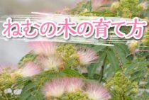 ねむの木の育て方まとめました！花を咲かせるには10年かかることも