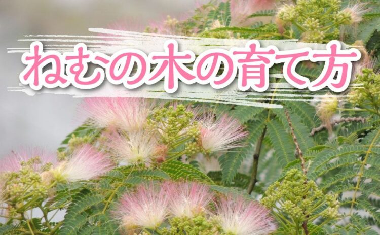 ねむの木の育て方まとめました！花を咲かせるには10年かかること