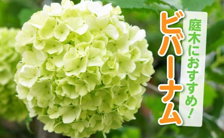 ビバーナムの魅力をご紹介!庭木におすすめの理由や育て方のポイント