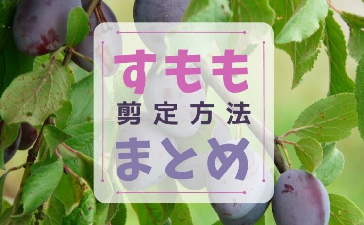 すももの剪定方法まとめ。元気に育てるためのポイントをチェック!