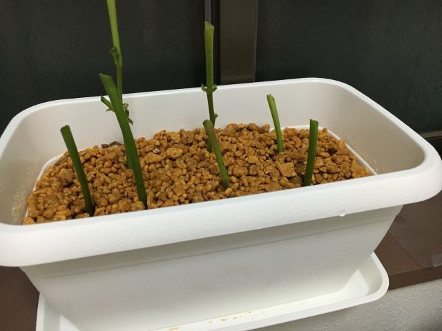 万両は挿し木で増やせる