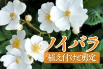 ノイバラの育て方とは？剪定方法や育てるときの注意点もご紹介します