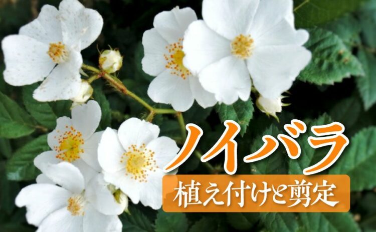 ノイバラの育て方を解説!植えつけや剪定の正しいやり方を覚えよう!
