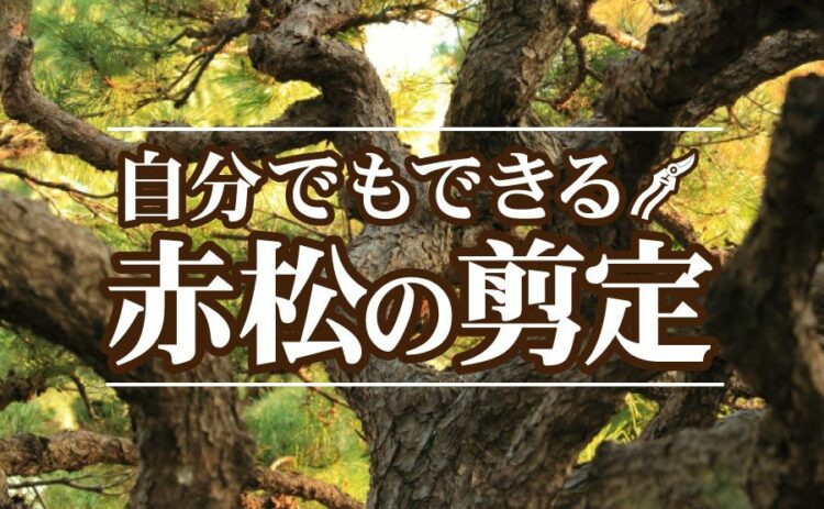 赤松の剪定は自分でもできる!?方法と必要な道具をご紹介します!
