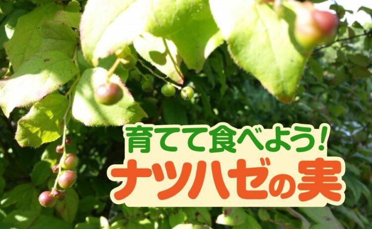 ナツハゼの実を家で収穫して美味しく食べよう!育て方と加工法を紹介