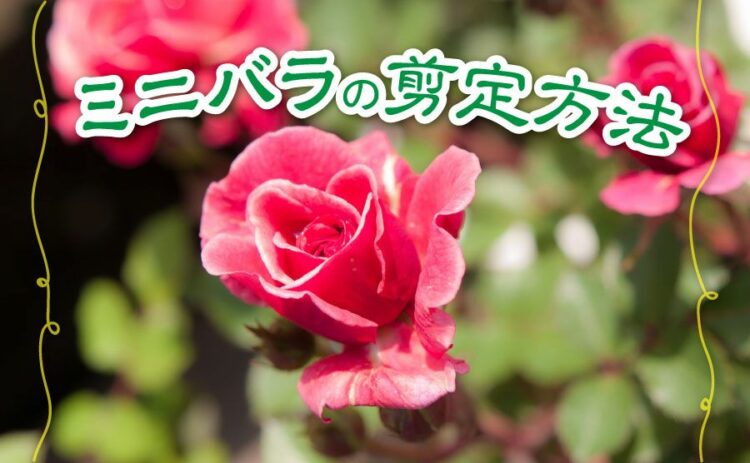ミニバラの剪定方法!美しく咲かせるために肝心なのはこまめな剪定!