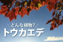 トウカエデってどんな植物なの？お手入れや育て方までご紹介します！