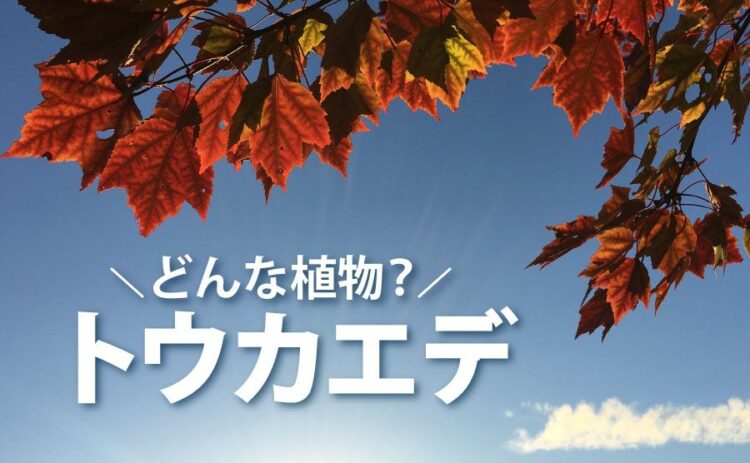 トウカエデってどんな植物なの？お手入れや育て方までご紹介します！