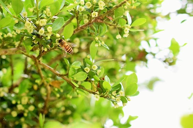 ツゲを剪定する方法その①：庭木として植えている場合