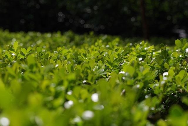 ツゲを剪定する方法その②：生垣として植えている場合