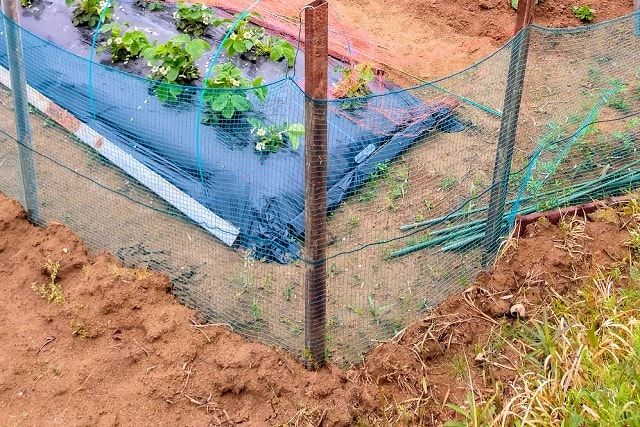タヌキ対策をして農作物を保護しよう！役立つタヌキ対策とは？