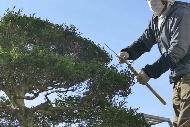 ツゲを剪定する際に準備しておくべき道具とは