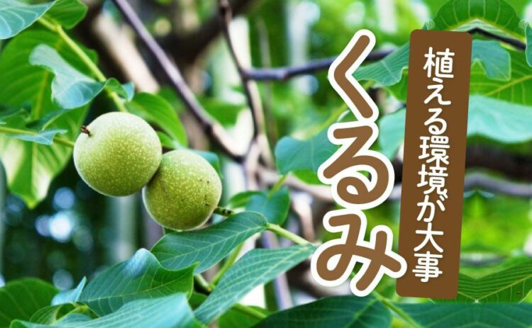 くるみを育てたい方必見!くるみの木は植える環境に気をつけよう!