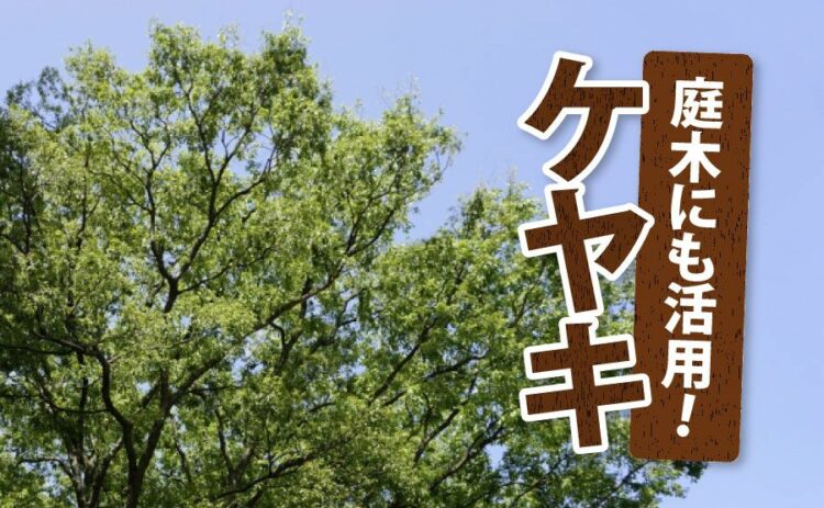 生活・ケヤキは庭木にも活用できる!小さく育てて自然樹形を作りあげよう!