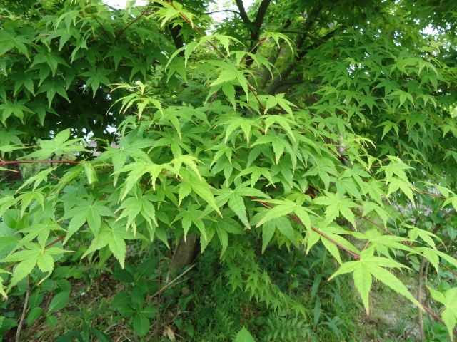 コハウチワカエデに剪定は必要？