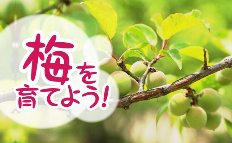 梅の実がならない原因とは?対策方法を知って立派な梅を育てよう!