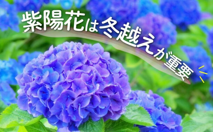 生活・紫陽花は冬越えが重要!美しく花を咲かせるためのポイントをご紹介