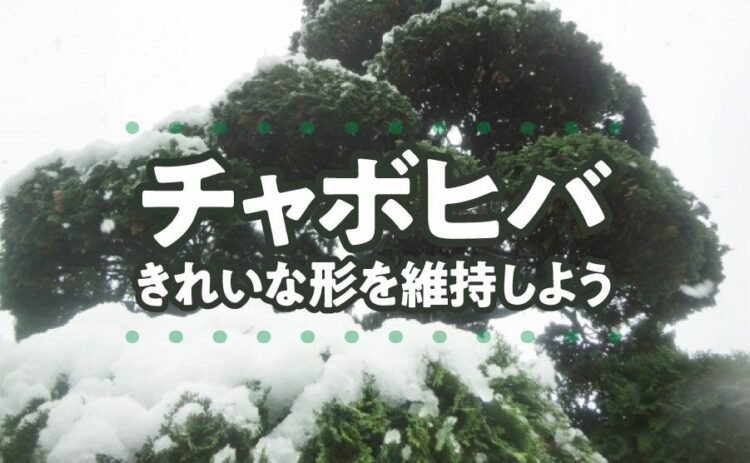 生活・チャボヒバ剪定の時期から注意点まで紹介!キレイなかたちを維持しよう!