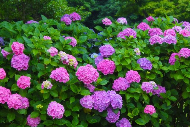 あじさいの花が咲かない！なぜ