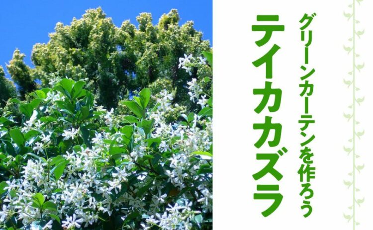 テイカカズラで美しいグリーンカーテンを作ろう!手順や注意点を紹介
