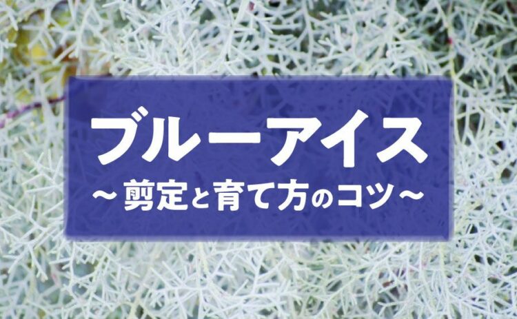 生活・ブルーアイスを剪定して形を整えよう！剪定や育て方のコツを紹介