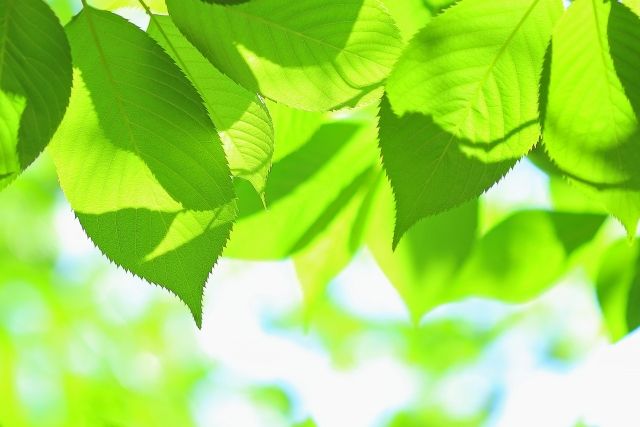 葉っぱに異常が起こる桜の病気