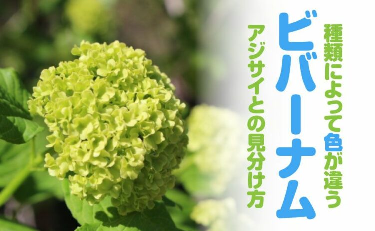 ビバーナムは種類によって花の色が違う!アジサイと見分けるコツとは