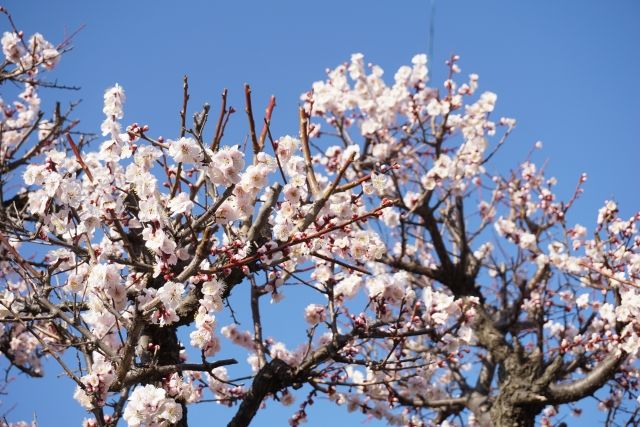 梅全体に症状がでる病気と対策