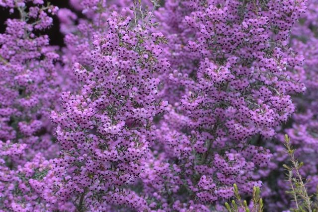 寄せ植えもエリカの楽しみ方