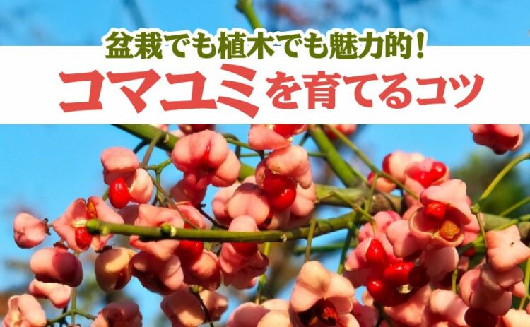 生活・コマユミは盆栽でも植木でも魅力的！きれいに育てる方法と剪定のコツ
