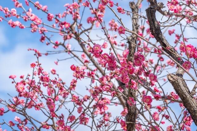 梅の木の害虫対策は剪定がおすすめ！