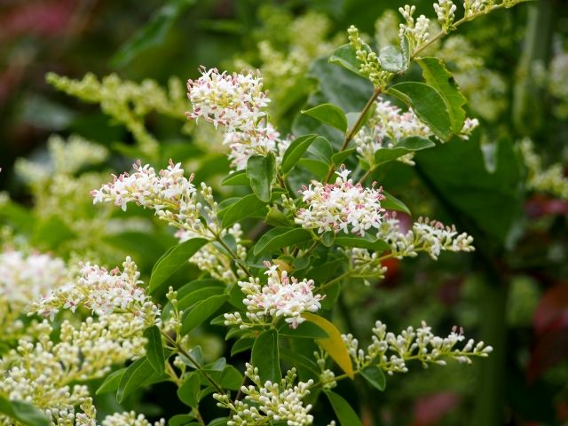 ボロボロの葉を見つけたら、まず害虫被害を疑いましょう
