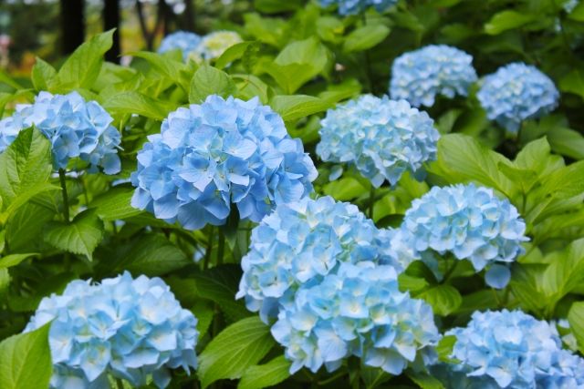 あじさいの花芽が枯れる！なぜ