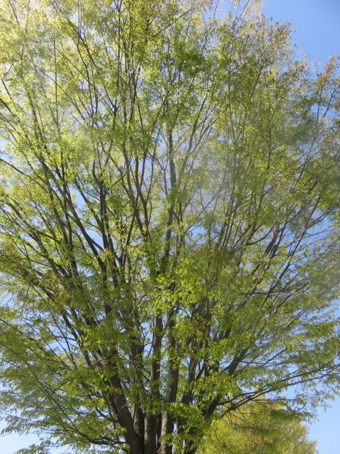 ケヤキは庭木には不向き？
