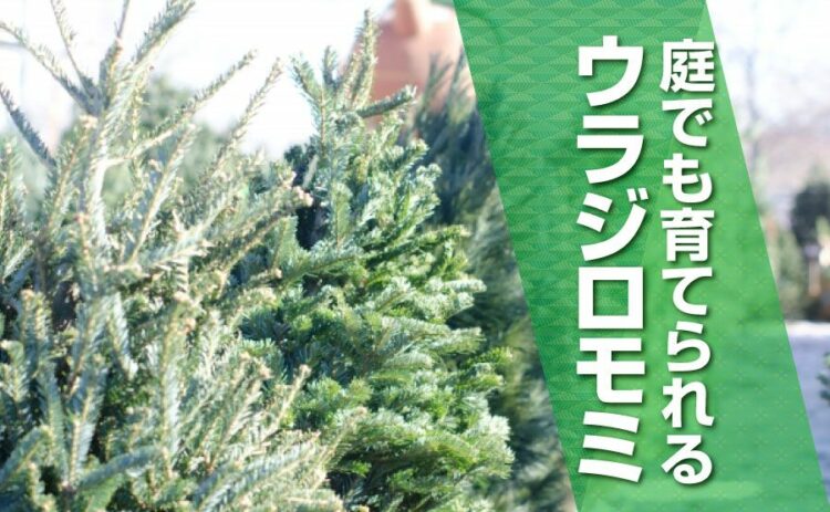 生活・ウラジロモミは庭でも育てられる!特徴や普通のモミとの違いも解説