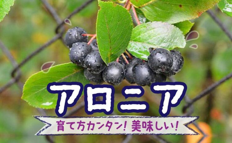 生活・アロニアの育て方は簡単！初心者でも自家栽培で美味しく食べられる！