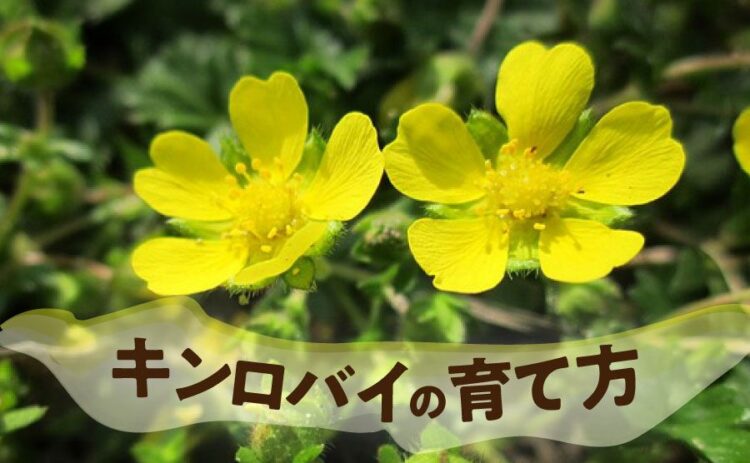 生活・キンロバイの育て方と剪定のポイント!ロックガーデンにもおすすめ