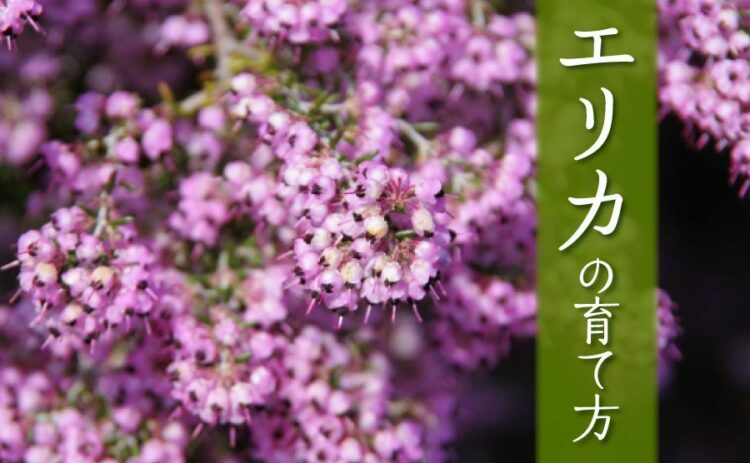 生活・エリカの育て方は種類によってさまざま!ポイントをおさえて育てよう