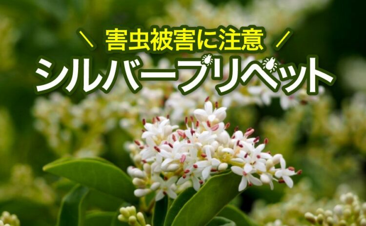 生活・シルバープリペットは害虫被害に気をつけよう!見つけたらすぐ駆除を
