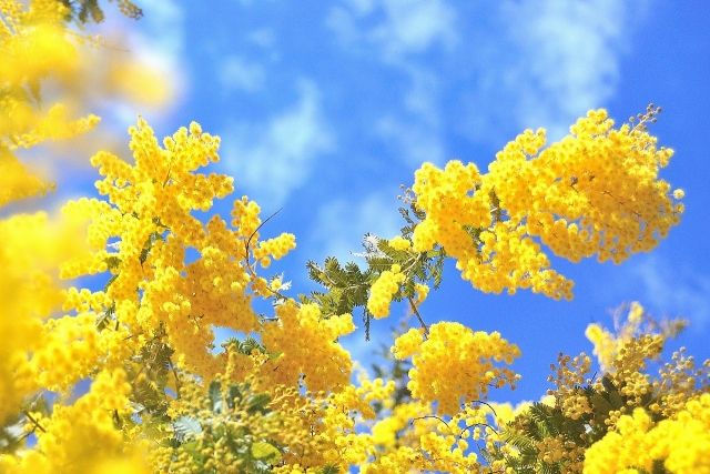 直根性のミモザは移植が難しい
