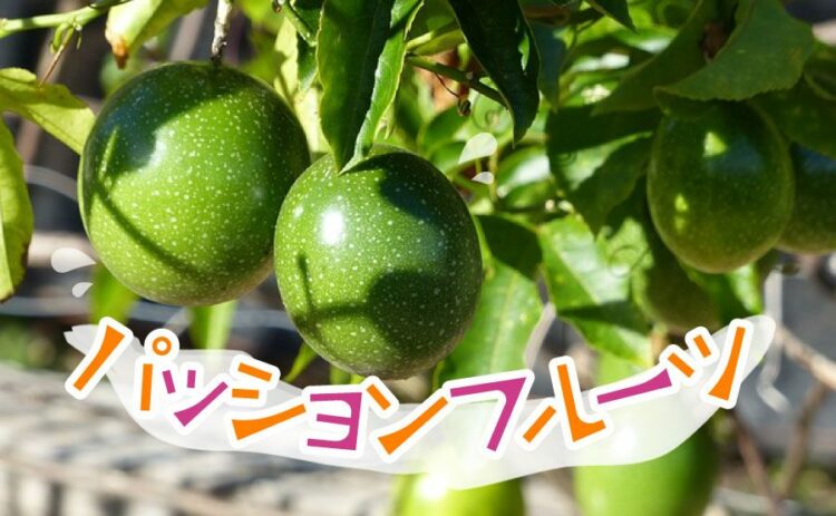 パッションフルーツの剪定方法は?果実を育てるために気をつけること