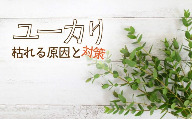 生活・ユーカリが枯れる原因と対策とは?剪定をして美しく育ててよう!