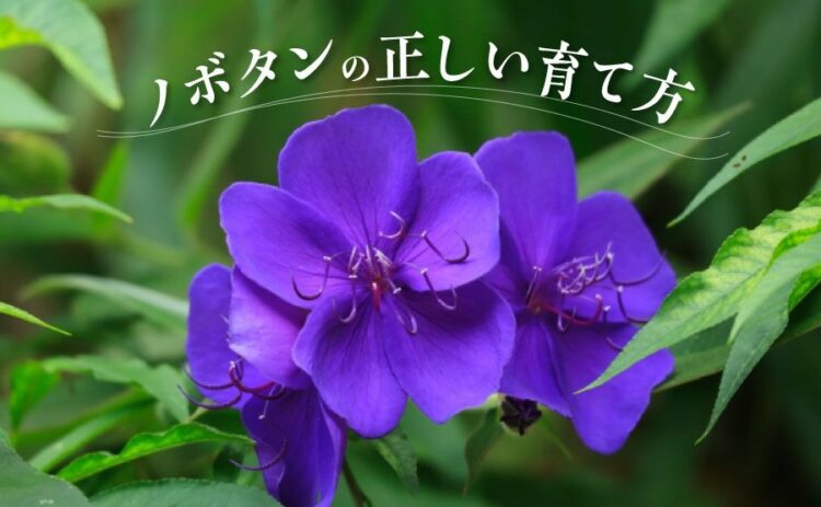 ノボタンの正しい育て方を紹介!花が咲かない・枯れてしまう原因とは