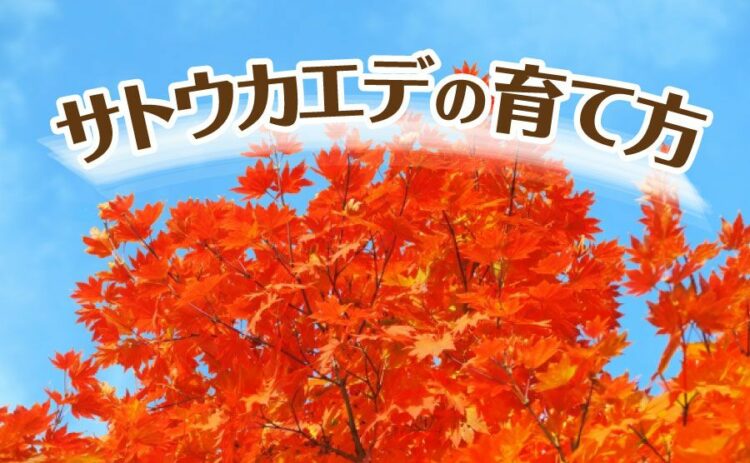 サトウカエデの育て方をご紹介！庭で美しい紅葉を楽しむためには
