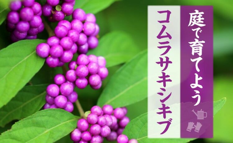 生活・コムラサキシキブを庭で育てよう!ムラサキシキブとのちがいも解説