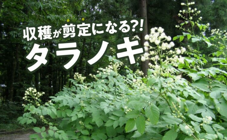 生活・タラノキは収穫が剪定になる!タラの芽をたくさん収穫するためのコツ