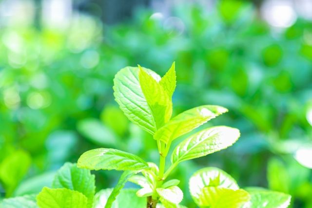 頂芽優勢や花芽分化って？