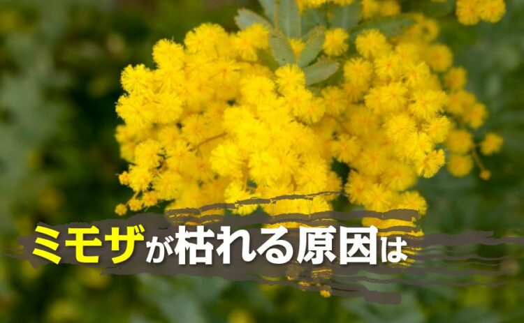 生活・ミモザが枯れる原因は寒さと根の傷が多い!健康を保つ育て方のコツ