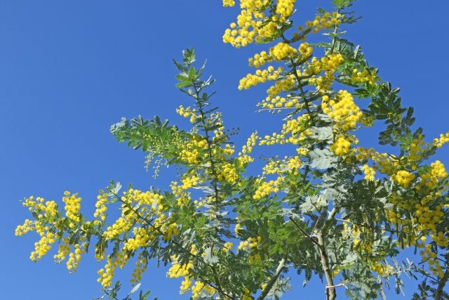 花を咲かせるための剪定のコツ