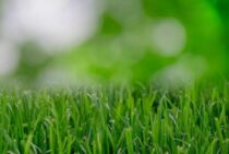 芝生の根切りの時期はいつがおすすめ？芝生を活性化する更新作業とは